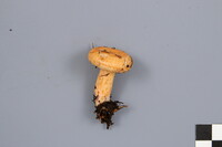 Lactarius thyinos image